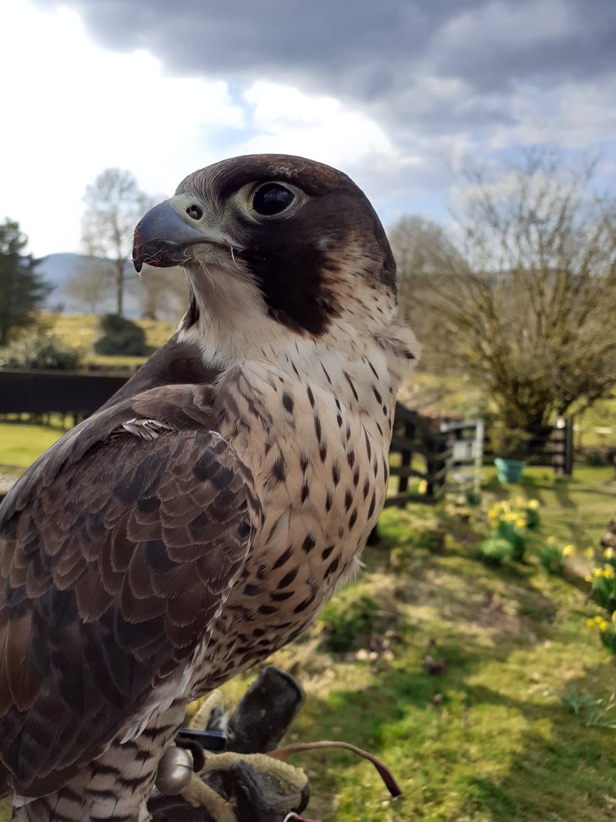 Kintailbop's tweet photo. Lunch break for Betty and myself outside. #argyllfalconry #lochawefalconry #lochawefalconryexperience #falconrylochawe #peregrinefalcon #thingstodoargyll #staycationscotland #spring https://t.co/KS9Gcz9sPP