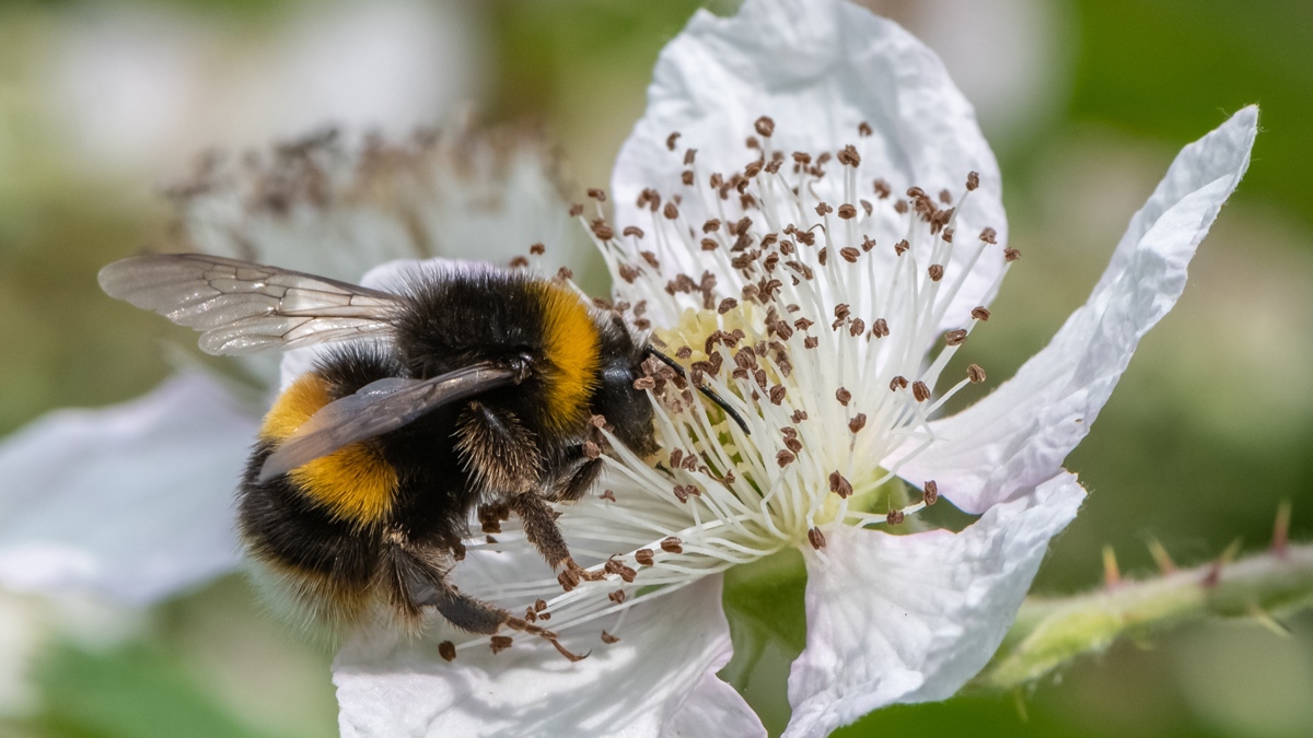 🐝 Viridian is supporting an open letter that calls for the ban of a bee-killing pesticide re-licensed for UK crops. Just 1 teaspoon can kill 1.25Billion honeybees vital to whole ecosystems. You can help: bit.ly/BeeKindLetter

<a href="/NYR_Official/">Neal's Yard Remedies</a> #Bees #neonicotinoids #NoPlanetB