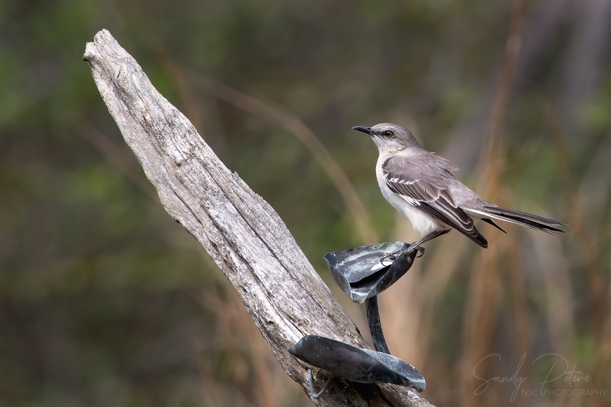 NSC_Photography's tweet photo. Mockingbirds stop by my garden pond every day.  It may be because I am leaving them a few meal worms...but now that they're comfy with me and the camera, they are starting to be great models!
#birds #mockingbird https://t.co/wdN9zM7vuz