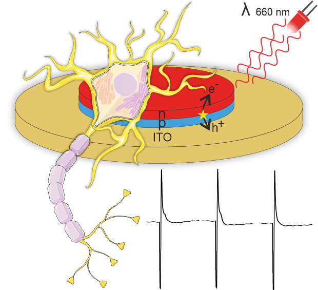 SchindlBioPhysics tweet media
