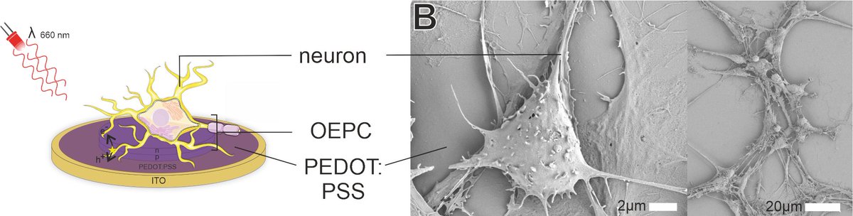SchindlBioPhysics tweet media