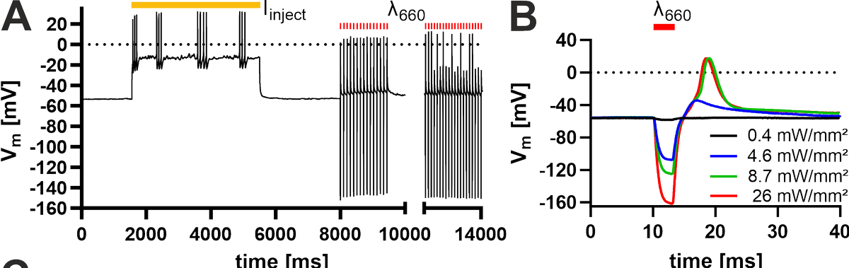 SchindlBioPhysics tweet media