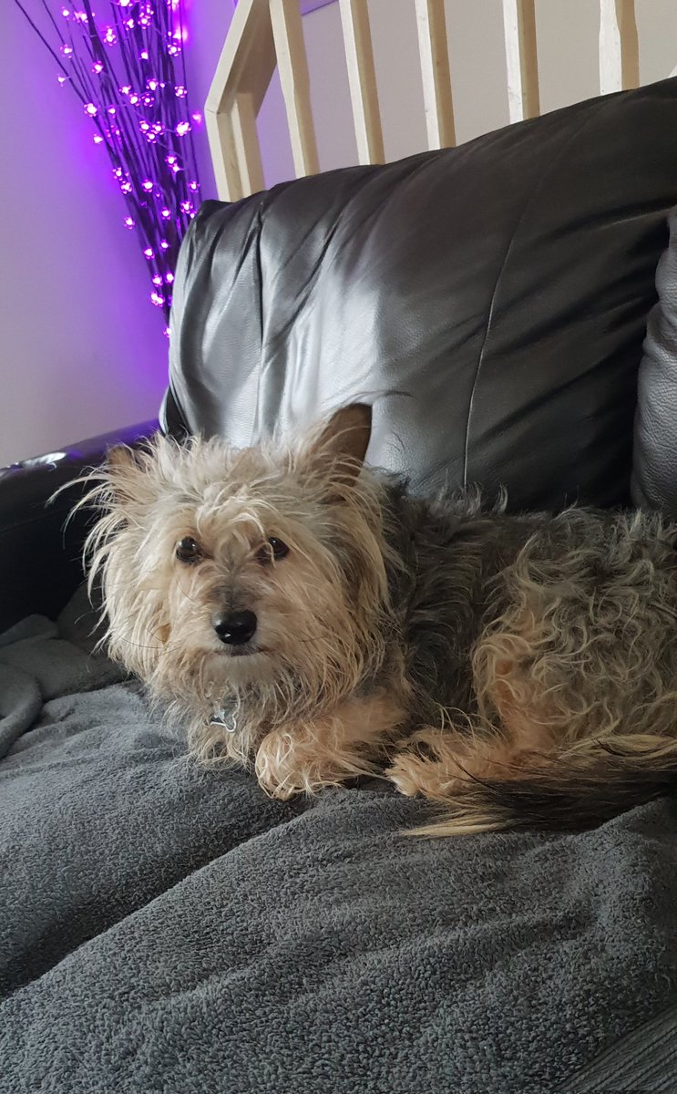 jennystape's tweet photo. I'm gonna go a snoozing...
#BendyPawBrigade #SofaSnoozing https://t.co/LbrR97JpEC