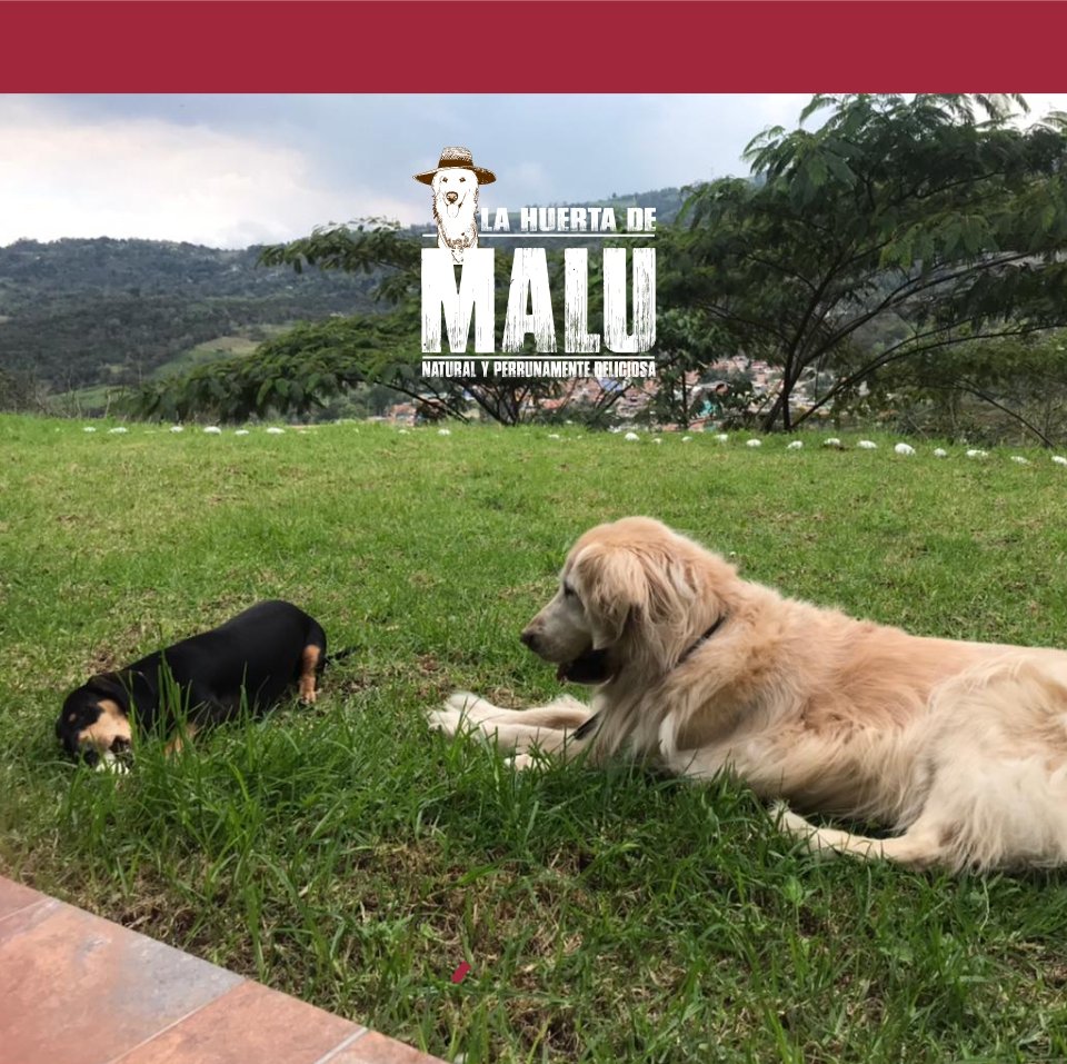 LahuertadeM's tweet photo. Estas niñas solo quieren, jugar, tomar el sol...y comer ¡HELADOS!

No olviden llevar a sus perritos al parque y pedir nuestros heladitos 💙🤗

Pídelos por DM o al 3005603838, luego...¡A divertirse en sol!

#heladosparaperros #perros #helados #martes #diadesol #sol #juego https://t.co/ahVafVHyw4