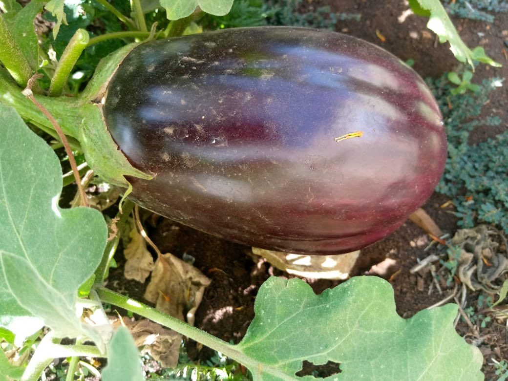 PolkadotLibrary tweet media