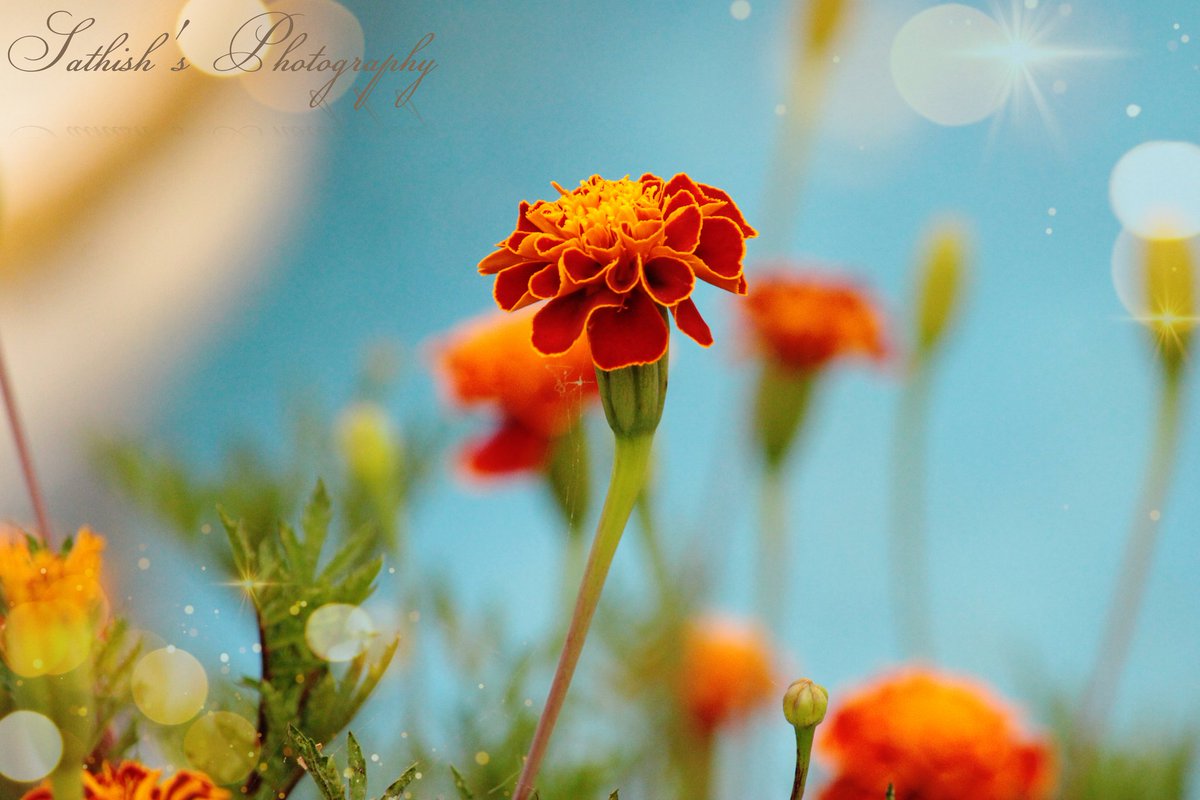 SathishsPhoto's tweet photo. Marigold Friday #2

#marigold #marigoldflower #flowerphotography #nature #flower #naturephotography #flowerstagram #flowersofinstagram #photography  #flowerpower #naturelovers  #photooftheday #flowerlovers #macrophotographylove #beautiful  #photo #love #plants #gardening #canon https://t.co/p7y06GEMSU