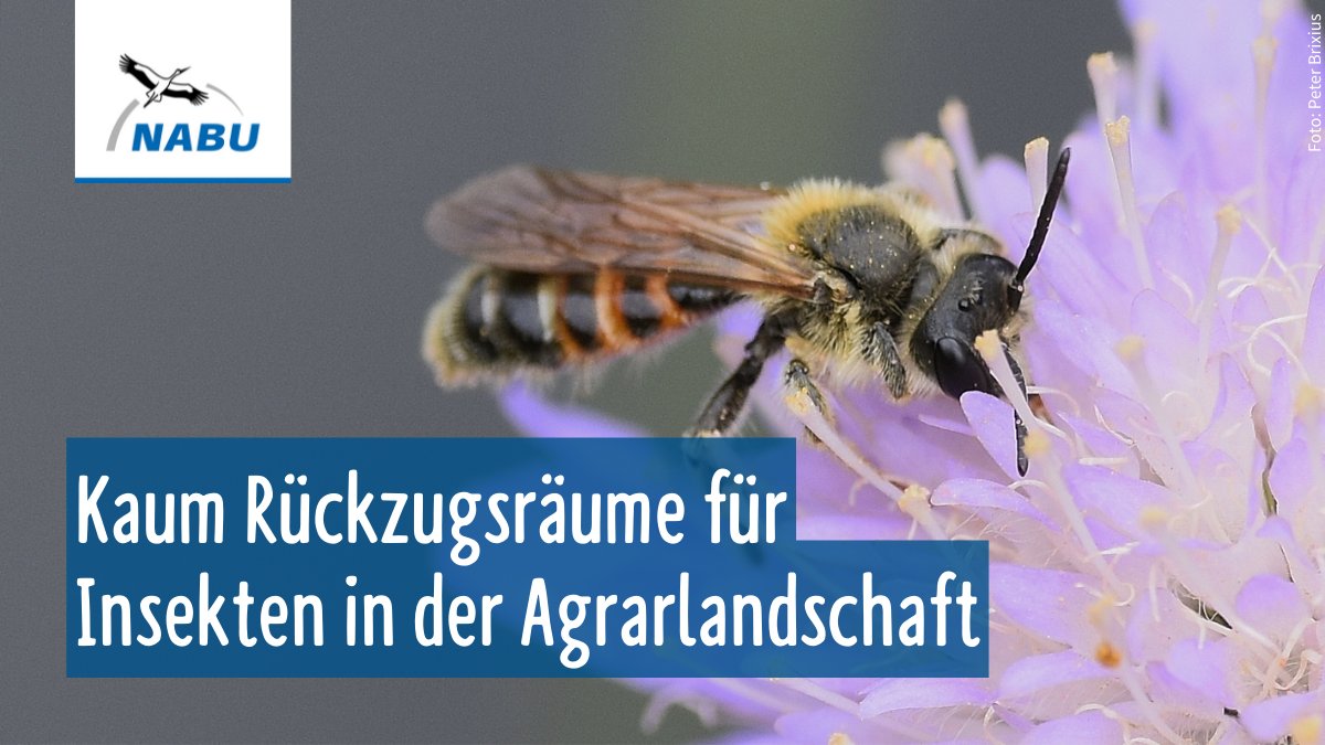 NABU_de's tweet photo. Warum nimmt die Vielfalt von Insekten in Schutzgebieten ab? 🐝🦋🪲 Eine Studie des NABU-Forschungsprojektes #DINA beleuchtet die Gründe. Laut NABU macht die Studie deutlich: Schutzgebiete in Deutschland sind zu klein und kaum miteinander verbunden. Mehr ➡️ https://t.co/8C1MFsYn0B https://t.co/Lz3ZnOOozN
