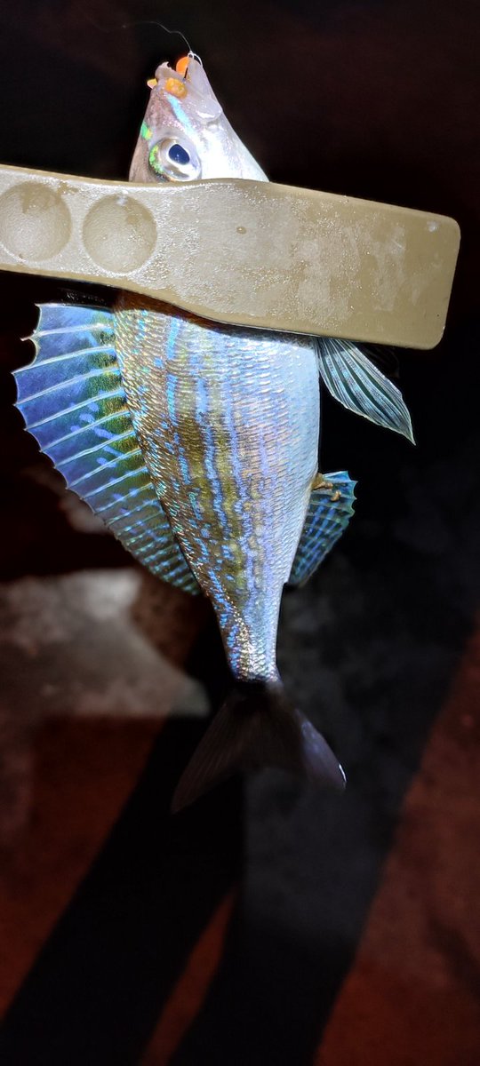 _ajimaster's tweet image. Весна пришла 🎣💮
#blackseaajing #microgame #rockfishing #Crimea #Sevastopol #ajing #metaljig