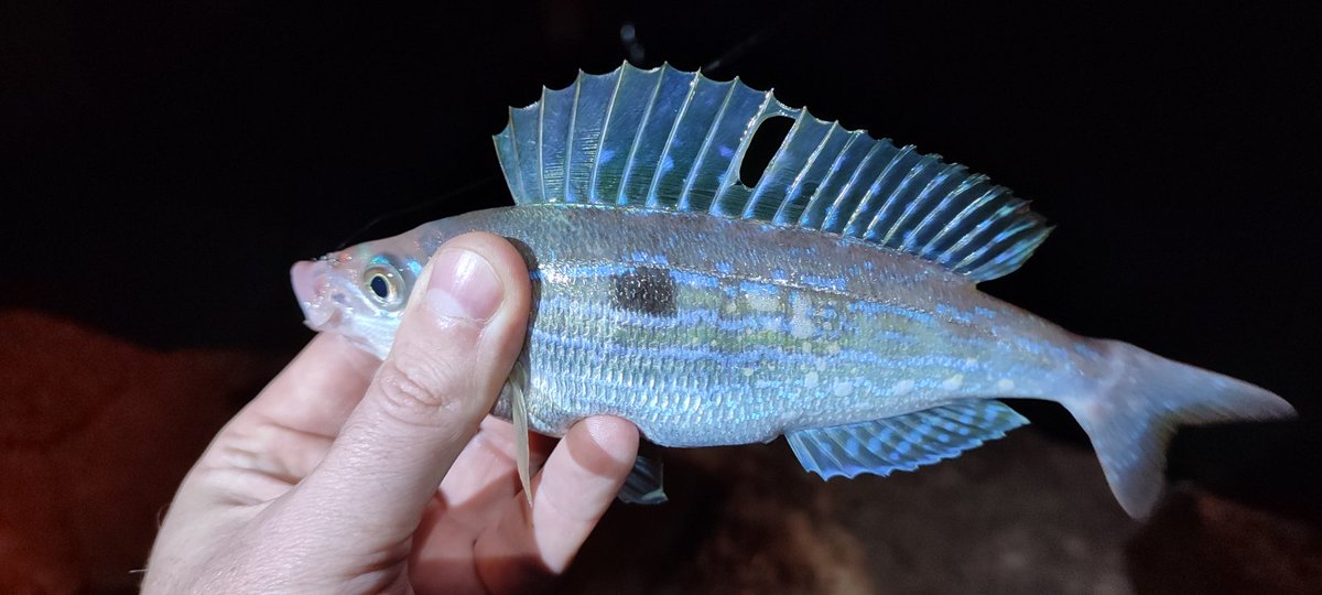 _ajimaster's tweet image. Весна пришла 🎣💮
#blackseaajing #microgame #rockfishing #Crimea #Sevastopol #ajing #metaljig