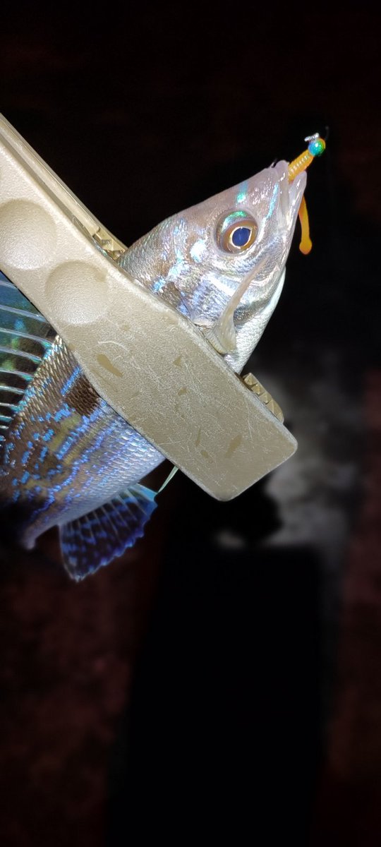 _ajimaster's tweet image. Весна пришла 🎣💮
#blackseaajing #microgame #rockfishing #Crimea #Sevastopol #ajing #metaljig