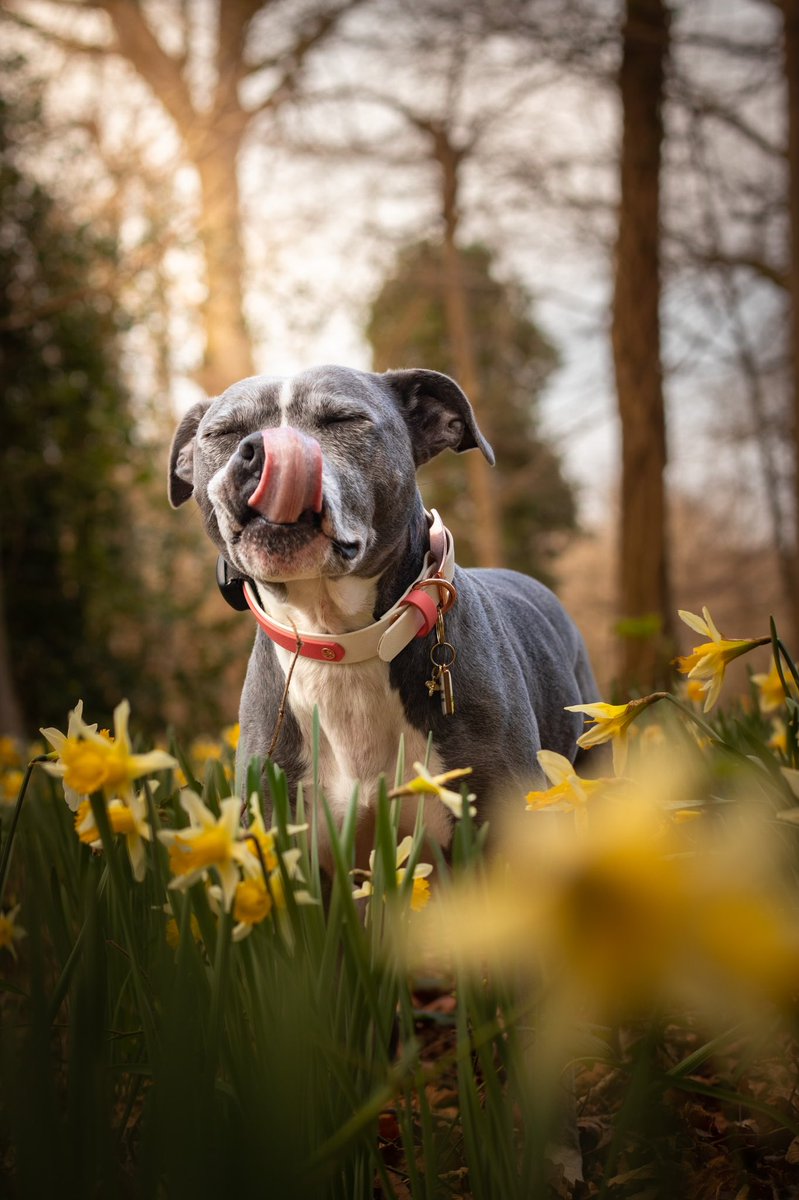 Happy Tongue Out Tuesday 😝
#tongueouttuesday #twitterdogcommunity #dogsoftwitter #dogsofinstagram #dogphotography #goldenhour