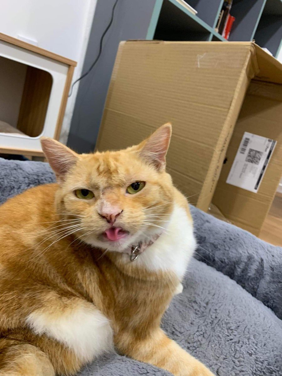 purrsandbeansnz's tweet photo. Who can roll their tongue like #Gigi? 👅 #tongueouttuesday #blep #tripodcat #specialneedscat #handicats #purrsandbeans https://t.co/SMb14kU751