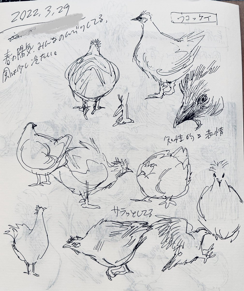 烏骨鶏 