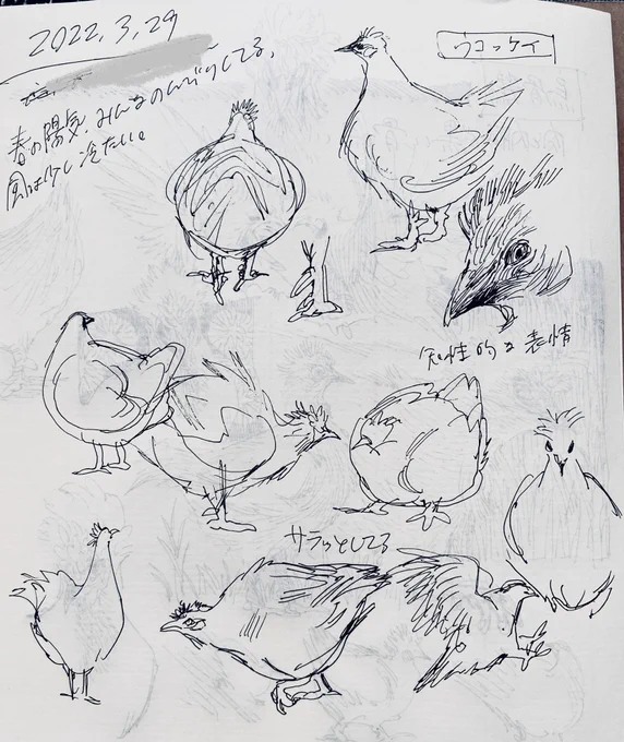烏骨鶏 
