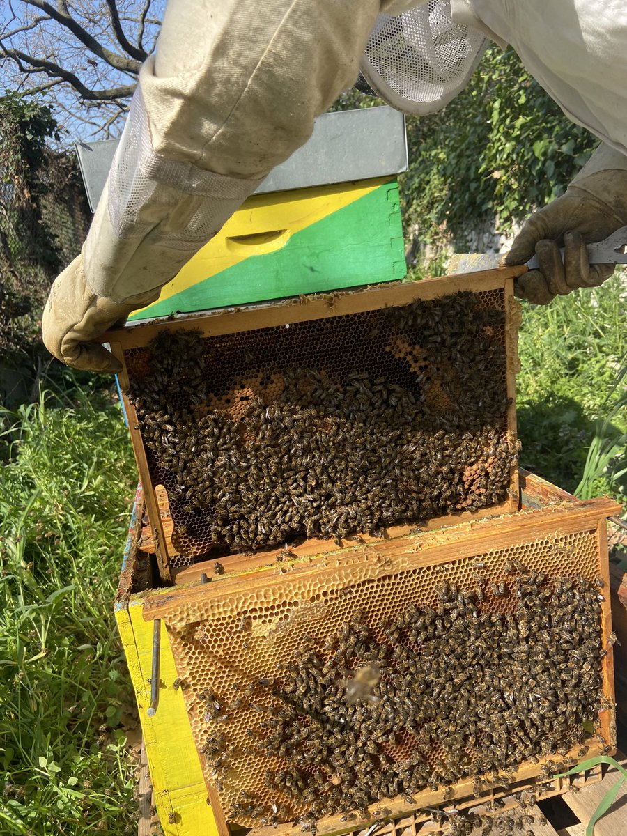 [ENVIRONNEMENT] Retour sur la venue de notre apiculteur Patrick pour l’arrivée du Printemps 🌿🍯

Zoom sur nos abeilles situées au bois classé 🐝

Vente de miel toute l’année ! 
#territoiredenergiespositives #provence #marseille #domainevalleeverte #miel #producteurlocal #naturel