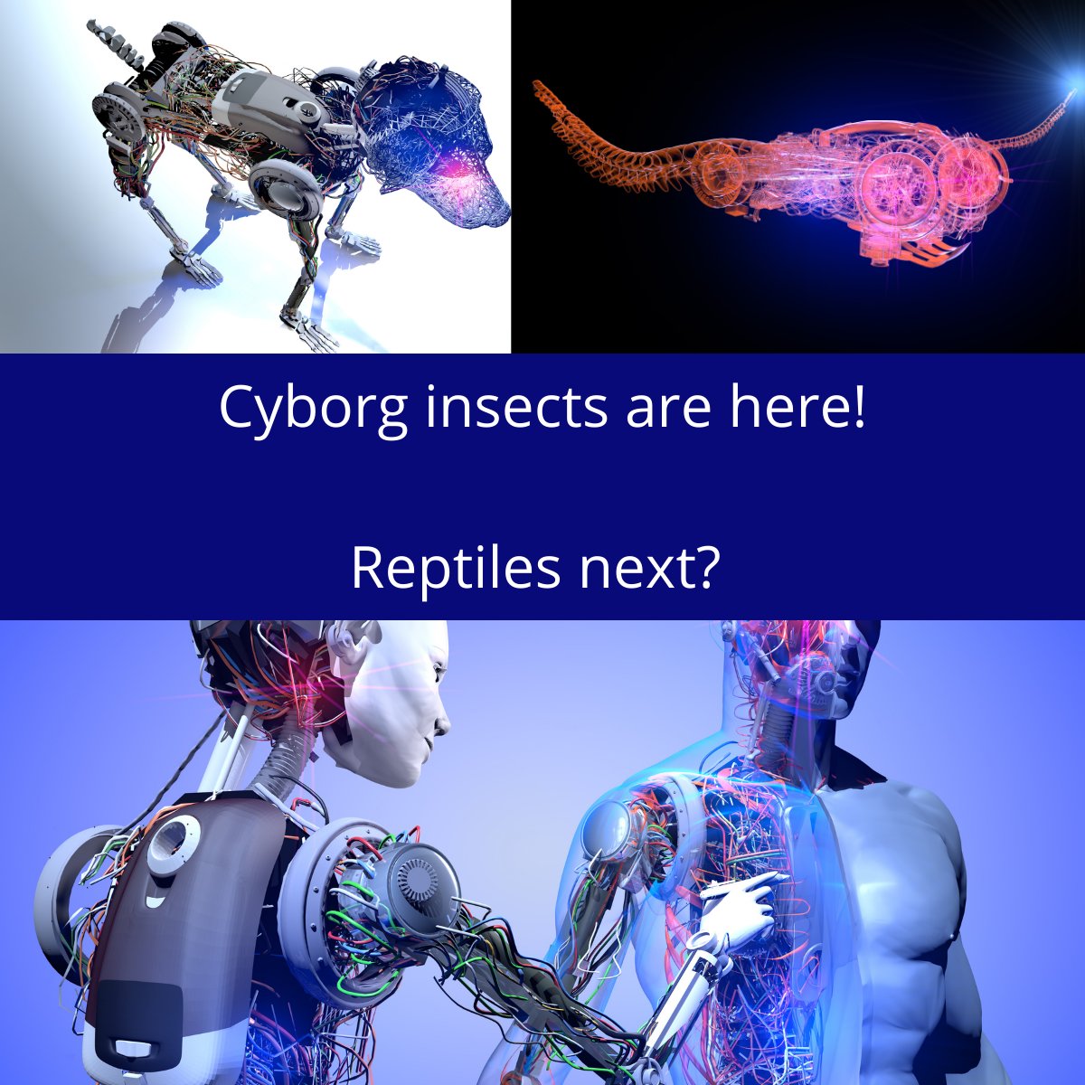 GKVashi's tweet image. Cyborg insects are here. How long before we have cyborg birds, fish, and mammals?
bit.ly/3uBzp0v
#cyborg #insectpower