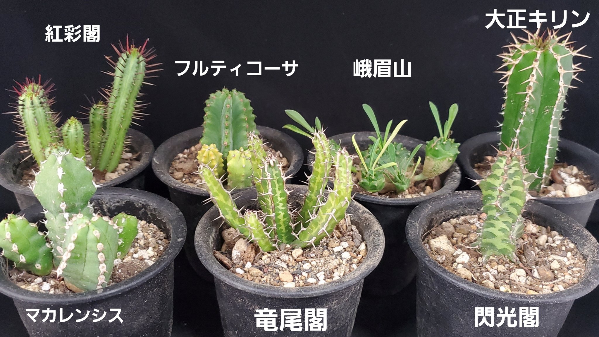 ブラウンマーケット ユーフォルビア属 左上から 紅彩閣 フルティコーサ 峨眉山 大正キリン マカレンシス 龍尾閣 グリセオラ 閃光閣 ノベリー ユーフォルビアの和名はサボテンの和名とは趣が少し違って 必殺技感が強い