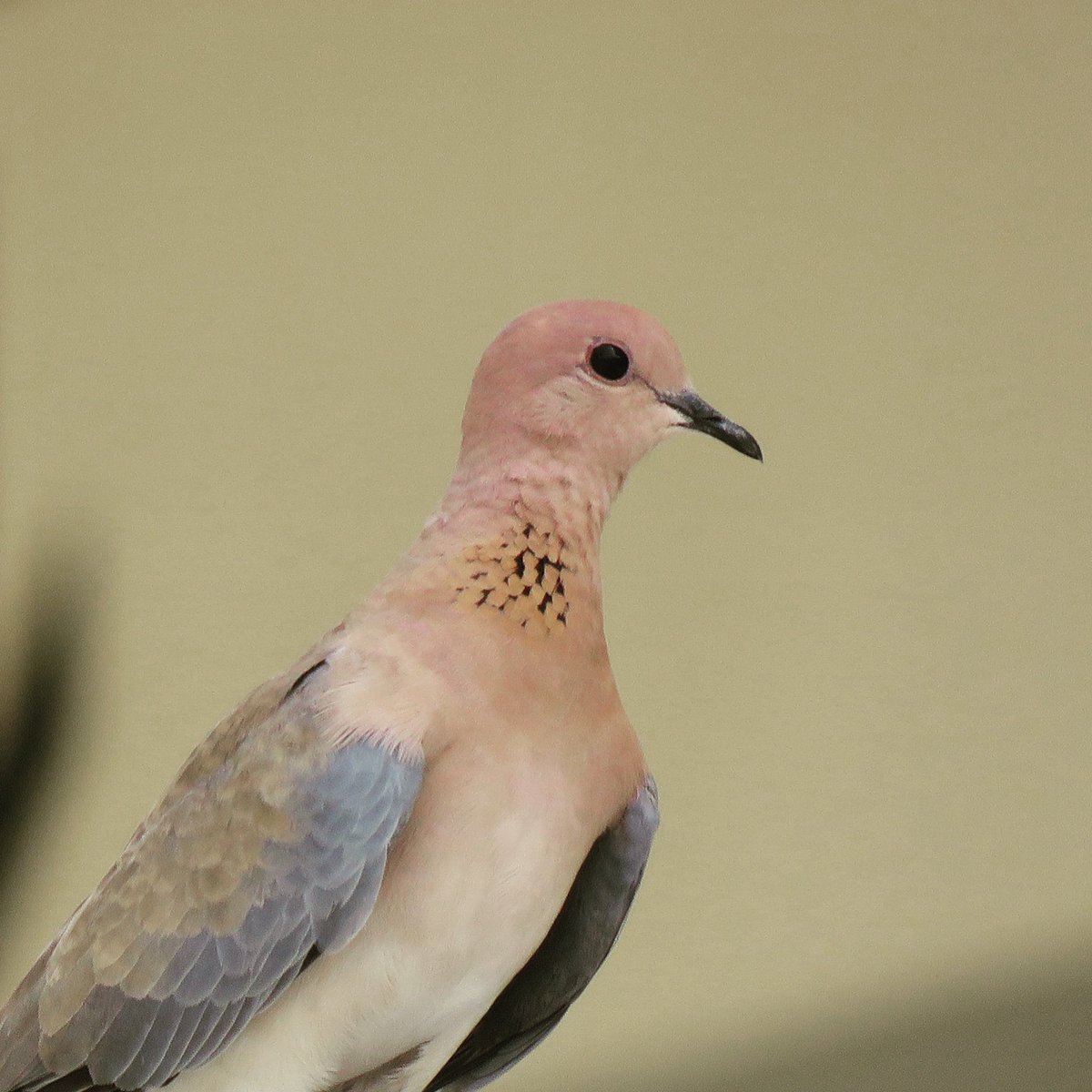 #BirdinginDubai Laughing Dove: Tamil: கள்ளிப்புறா- interestingly named after for their distinctive coo vocalizations that are similar to human laughter #birdwatchingindubai #dubaibirding #commonbirdsindubai #birding <a href="/visitdubai/">Visit Dubai</a> @expo2020dubai