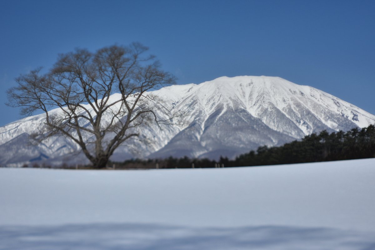 StudioRei's tweet image. 岩手トップクラスの有名所。私の一生の内で最高の一枚を撮りたい場所の一つ。例年なら1ヶ月後が桜満開の時期。そろそろ練習開始という事でテスト撮影に行きました。あぁ…この写真の一本桜に樹氷の雪化粧があれば…桜が咲いてなくとも素晴らしい写真が撮れたのにな。
#小岩井農場の一本桜 #岩手 #雫石