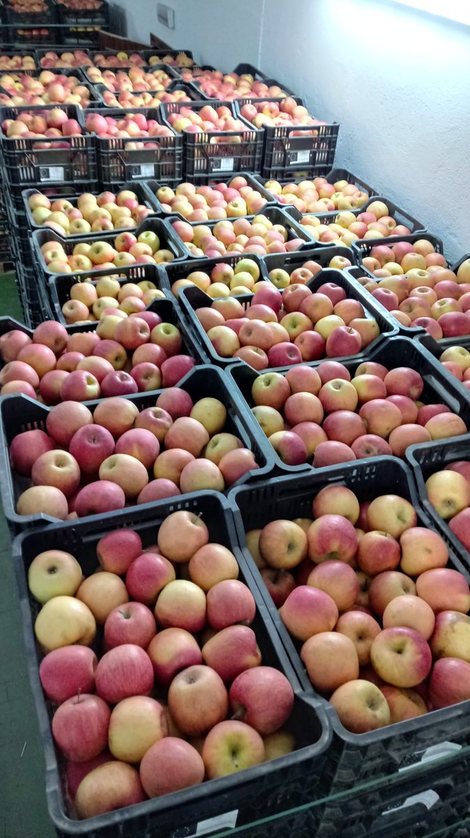 Entregamos 8.264kg de manzanas.Acuerdo compartido con Banco Alimentos de Badajoz. Donación de <a href="/Afrucat/">Afrucat</a>, a través del programa "frutas y hortalizas" del FEGA.
¡GRACIAS!