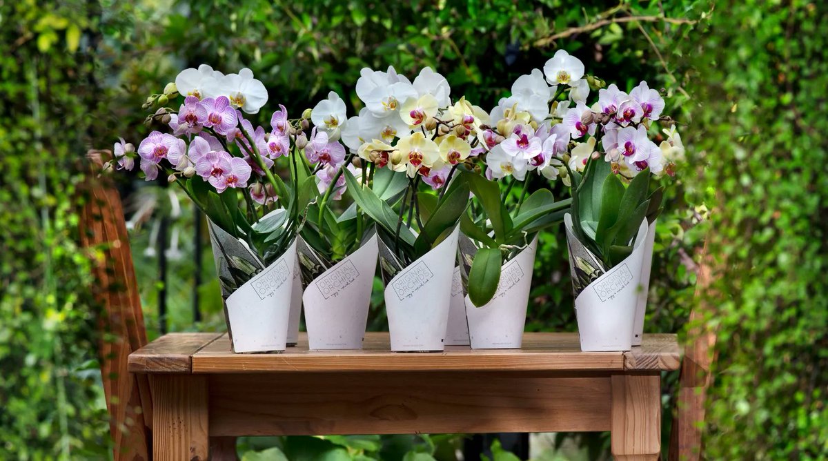 Onze Original Orchids in het nieuws!  'Vraag naar ongestokte orchideeën van Artisan blijft groeien'  Vijf jaar geleden introduceerden Artisan uit Nieuwaal haar Original Orchids.  buff.ly/3ejAwee