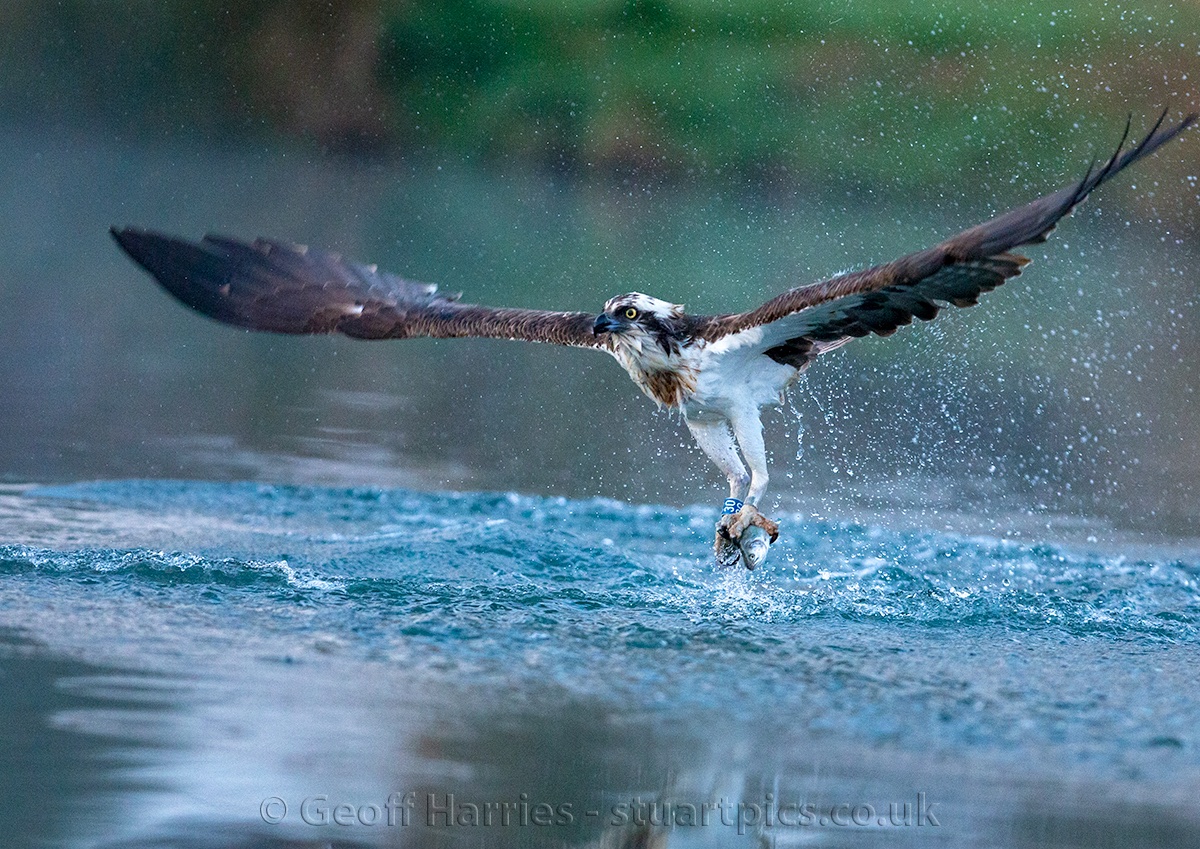 An early morning shot of osprey 30 taken at Horn Mill, high ISO as it was 05.43, not much light. <a href="/GwashOspreys/">River Gwash Ospreys</a> #ospreys <a href="/rutlandospreys/">Rutland Ospreys</a>