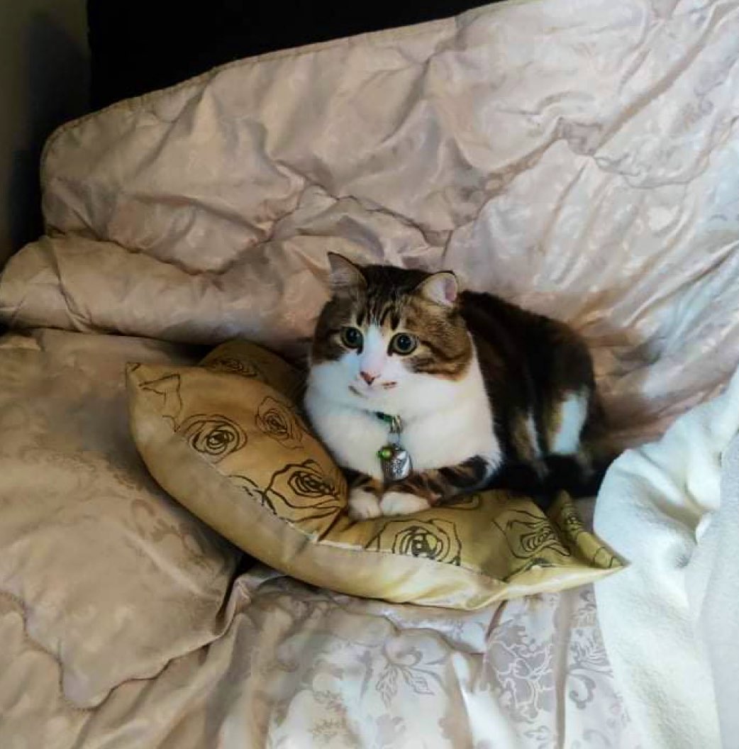 I just realized I haven’t tweeted since last year lol

Heres a picture of tyler