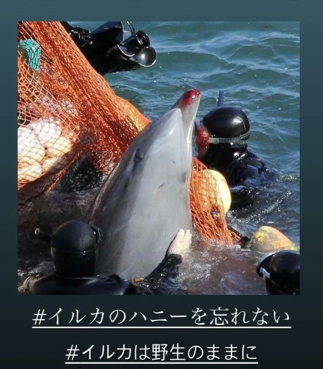 Tsugugoro イルカのハニーを忘れない 水族館のイルカショーに行く人がいるから この写真のように 野生のイルカ が捕獲され 水族館にむかないイルカは殺されます 私も数年前は知りませんでした イルカショーに行かないで イルカは野生のままに