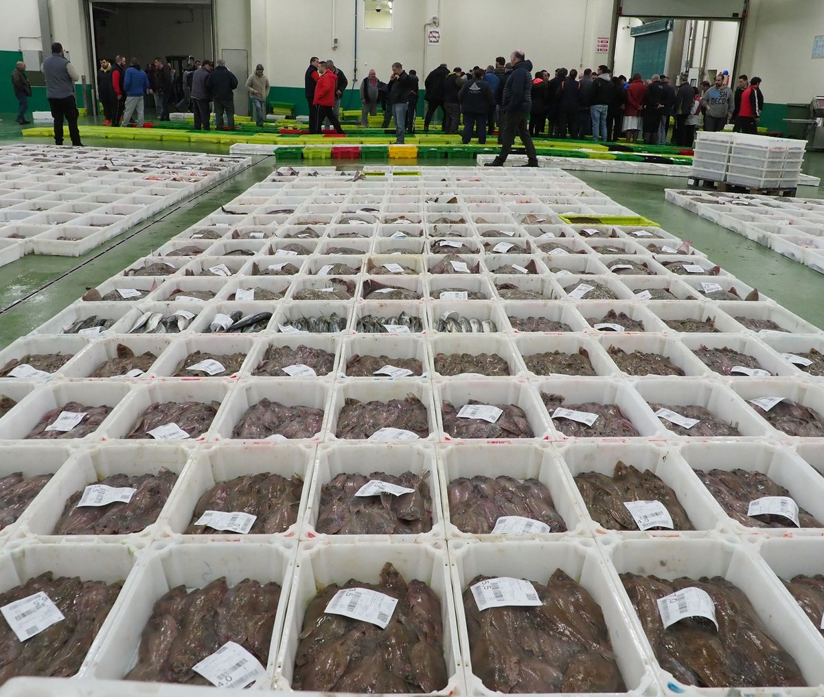 oppburela's tweet photo. Gallos, rodaballos y lenguados tienen en común, además de ser unos pescados muy sabrosos, su forma plana o “pleuronectiforme”.

En este grupo de peces, que comprende más de 600 especies en 11 familias, encontramos unas cuantas estrellas de nuestra gastronomía: https://t.co/jZgaGBV8Q4