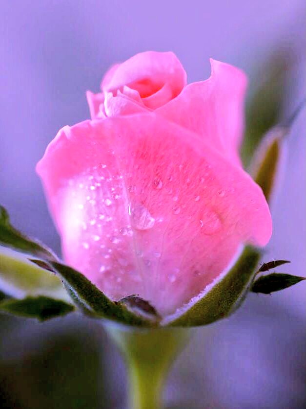 KING83387513's tweet photo. @TLeoni311 https://t.co/SvonuCA7vU