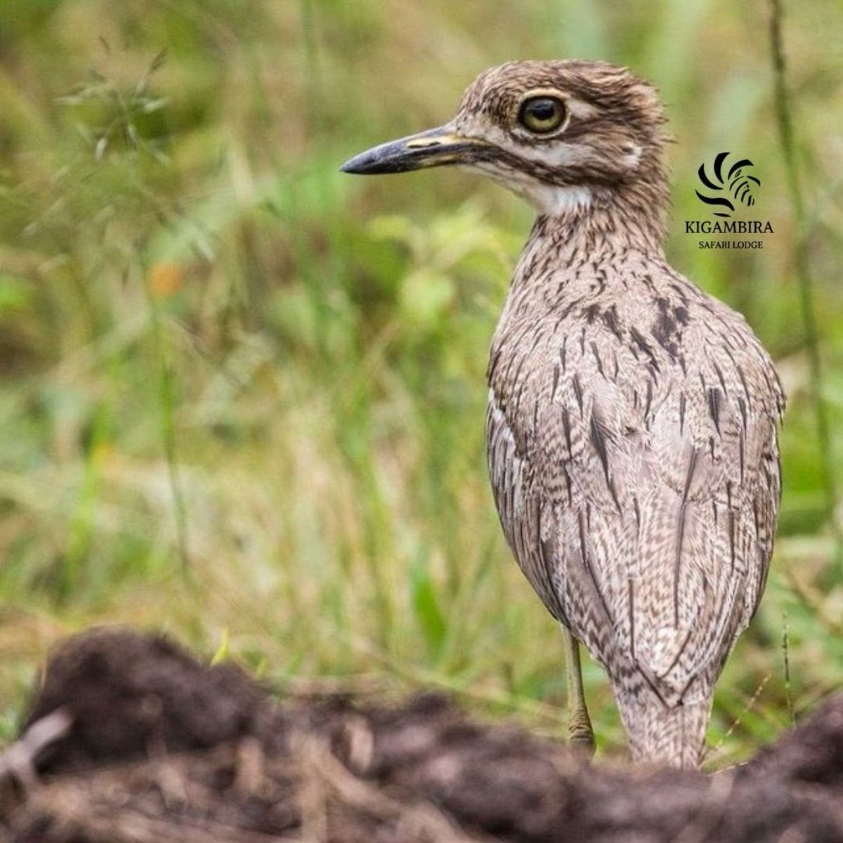 kigambira's tweet photo. Did you know that more than 310 bird species have been recorded in Lake Mburo National Park?
This park is the best place in Uganda for acacia-dwelling birds. Forest species are also present in Rubanga Forest.
#kigambirasafarilodge #booknow #gateawaytrip #girlstrip #ecolodge https://t.co/0UR7Hsth4F