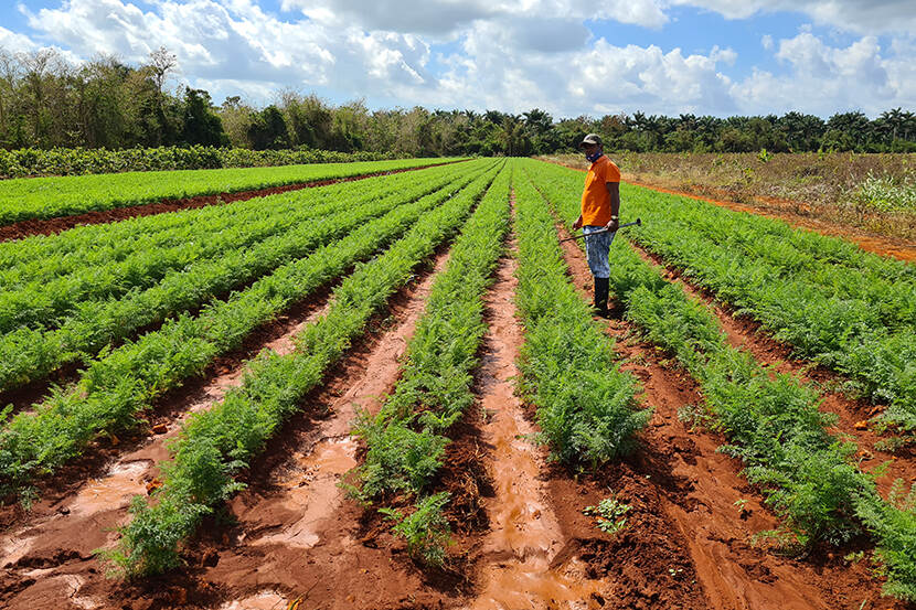 AgroBericht's tweet photo. Met Nederlandse kennis is een start gemaakt met verbetering van de agrarische productie op verzilte landbouwgrond op #Cuba @AgriMexico https://t.co/TkX71tenl2 https://t.co/pclBKhmCTR