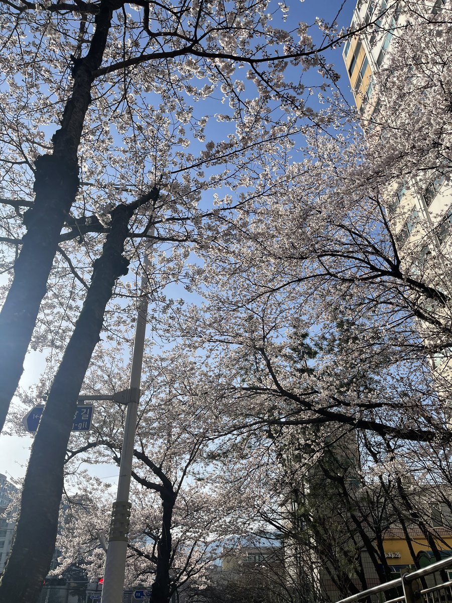 Jeffwedges's tweet photo. It’s cherry blossom season again in Korea 💕🌸 https://t.co/f5PX33DFYm