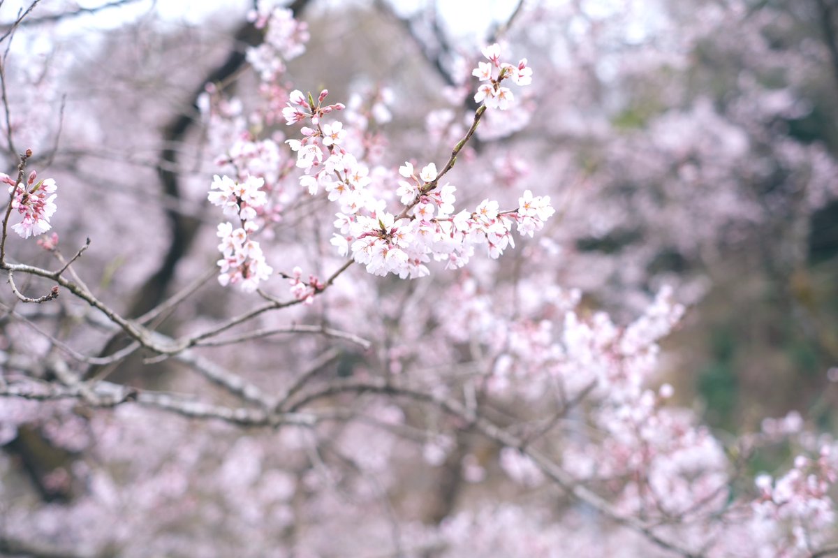 「カメラの勉強も徐々に進めていきたいです  #カメラ #写真 #写真好きな人と繋が」|はる🌸のイラスト