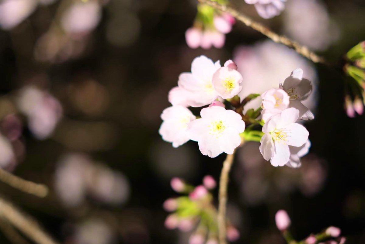 「カメラの勉強も徐々に進めていきたいです  #カメラ #写真 #写真好きな人と繋が」|はる🌸のイラスト