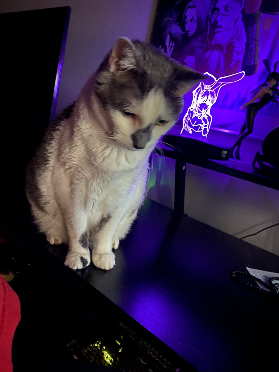 There’s is no such thing as personal space when I’m at my desk these days #CatsOfStreamers