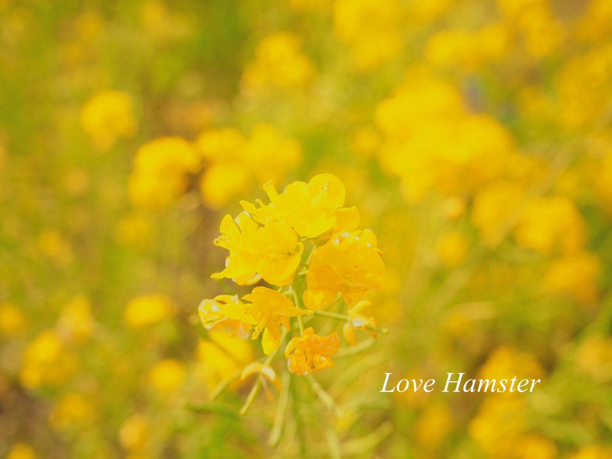 hamster_snow's tweet photo. 菜の花との幸せなひと時
　少しでも心が温まりますように
　争いが無くなりますように

#写真 #キリトリセカイ #写真好きな人と繋がりたい #カメラ好きな人と繫がりたい #菜の花 #花 #Flowers #peace 
#Japan #Bloom #photo https://t.co/o3ZFUclsQP