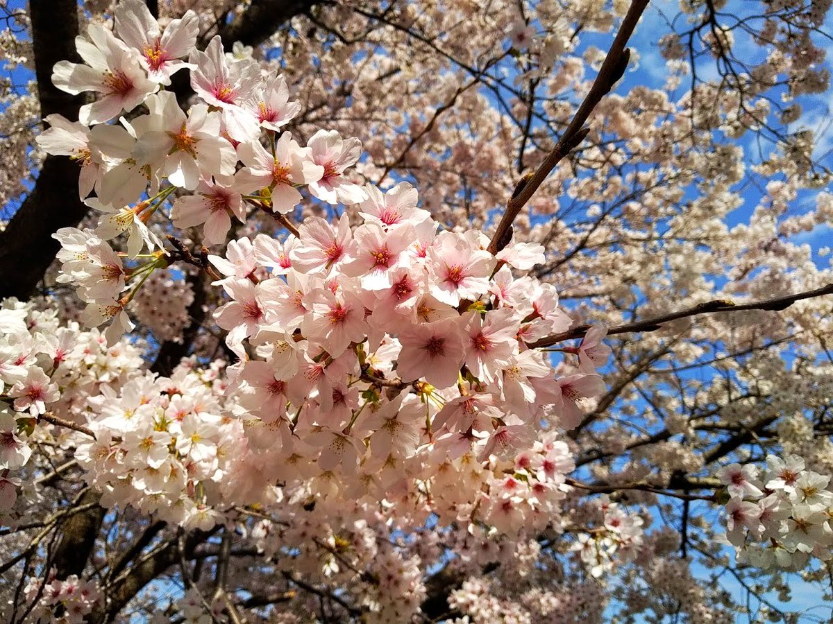piacere_ex's tweet photo. 桜も、いい感じに満開で、ちょっとずつ散り始めてるんで、見に行くなら今ですぞー😝

お花見の場所取りとかするまでも無く、そこら中が桜の見どころになっているのが、田舎ライフの良いところよのぅ😌 https://t.co/spv9jAsJ9R
