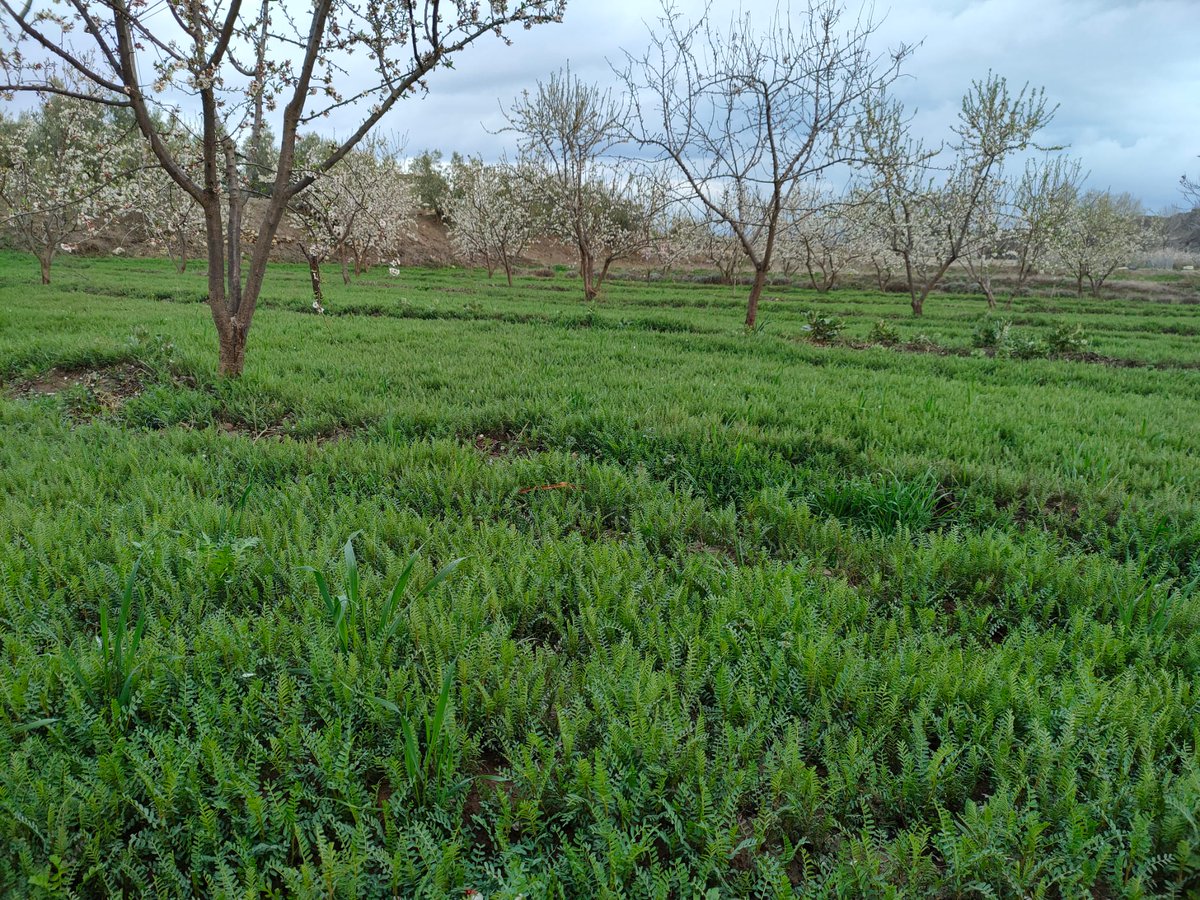 AlVelAl_4R's tweet photo. Estas semanas de lluvia nos dejan estampas como esta. Las cubiertas vegetales del Fondo Semilla en todo su esplendor después de un invierno complicado por la sequía. #cubiertavegetal #agriculturaregenerativa #agroecologia #regenerandoalvelal2050 https://t.co/1kncCosyvI