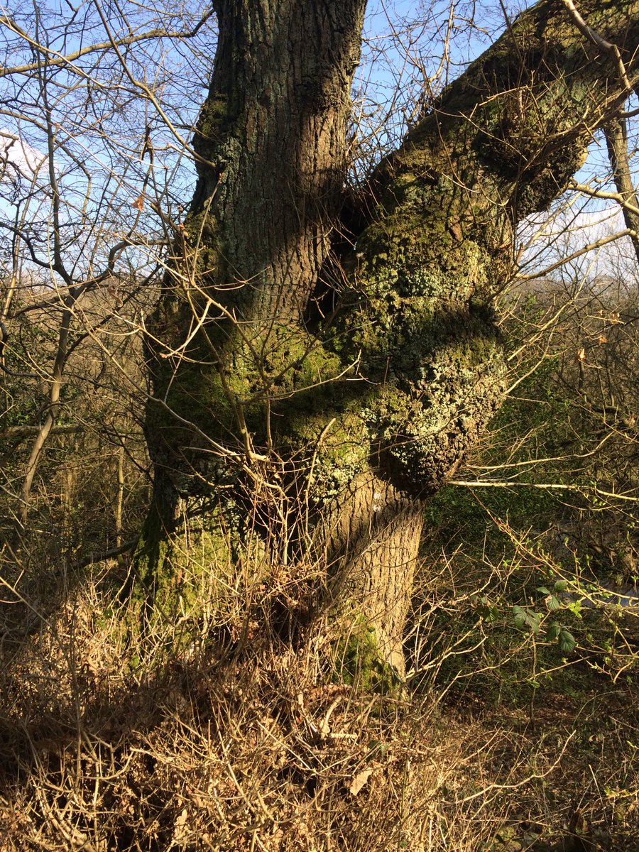 MFitzoliver's tweet photo. #ThickTrunkTuesday I think this one is actually two, fused together, beside the canal between #Cheddleton Flint Mill and #DeepHayes Country Park #EnjoyStaffs @MoorlandWalks 👌 https://t.co/FXxTy6trrs