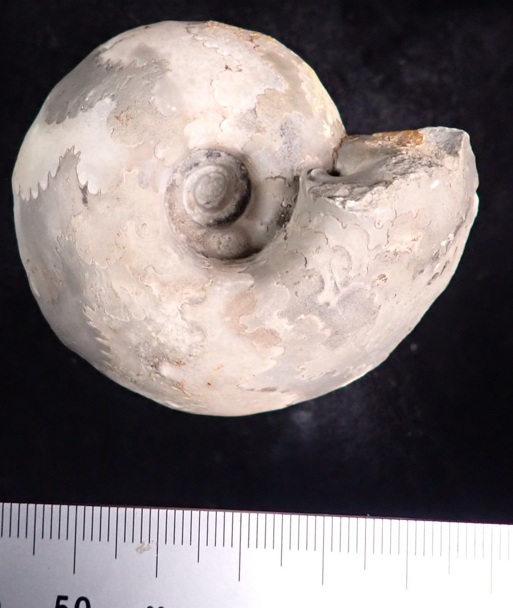 色も使い分けてます バスコセラス ナイジェリア、白亜紀、当館蔵