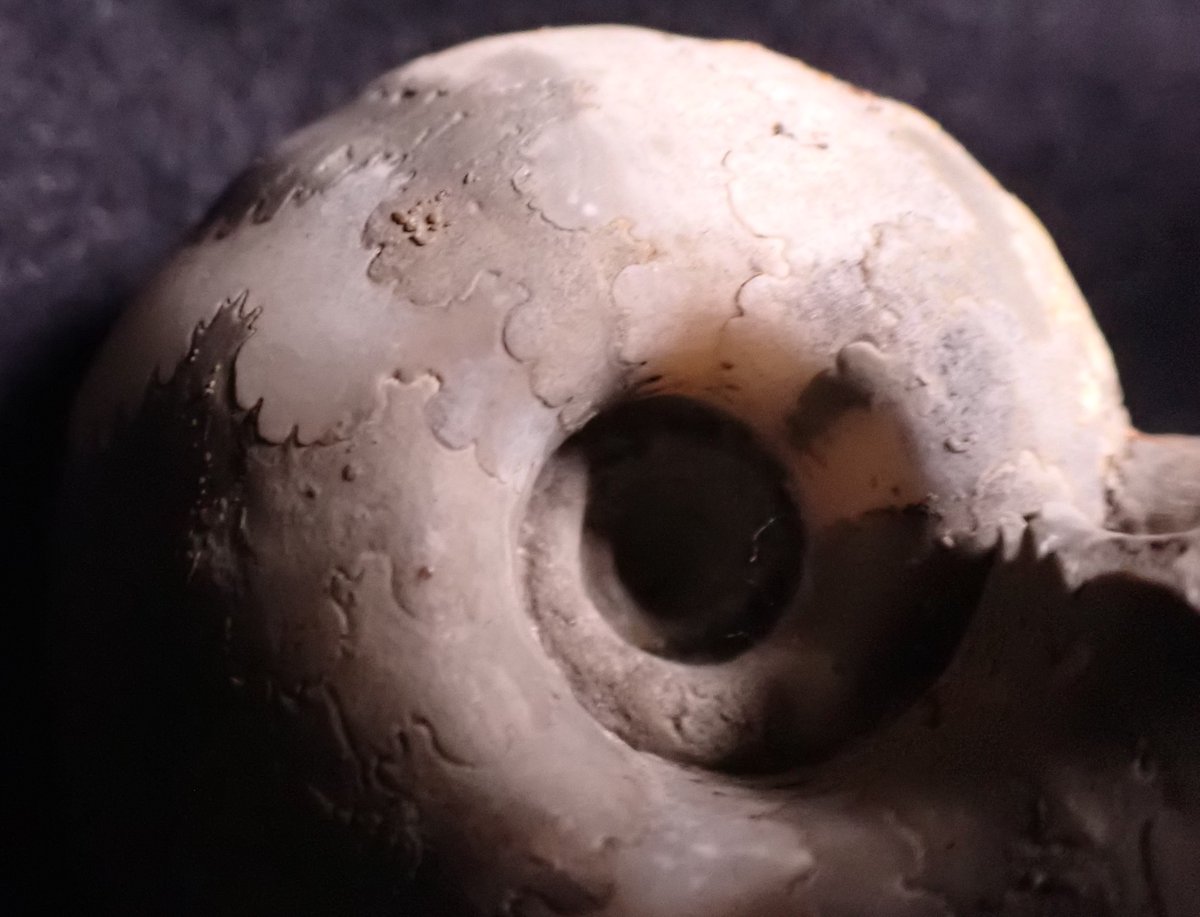 バスコセラス SP ナイジェリア産　アンモナイト バスコセラス SP ナイジェリア産結晶化アンモナイト化石