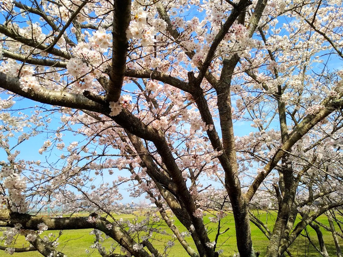 piacere_ex's tweet photo. 桜も、いい感じに満開で、ちょっとずつ散り始めてるんで、見に行くなら今ですぞー😝

お花見の場所取りとかするまでも無く、そこら中が桜の見どころになっているのが、田舎ライフの良いところよのぅ😌 https://t.co/spv9jAsJ9R
