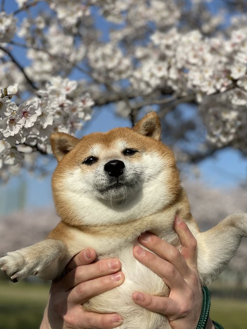 桜 柴犬21 22年 もちもちの笑顔と美しい風景のコラボに かわいすぎるやろ 天使 の声 ねとらぼ