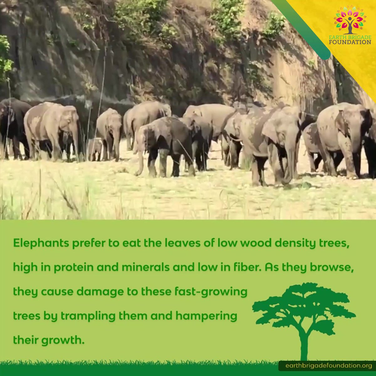 EarthBrigadeIN's tweet photo. A paper published in the Nature Geoscience journal suggests there's strong evidence to show that the food preferences of elephants may have a significant impact on climate change.
๐ธ: @subharghyadas
#ElephantConservation #ElephantsOfIndia #SaveElephants #WildlifeConservation https://t.co/D3qxKez108