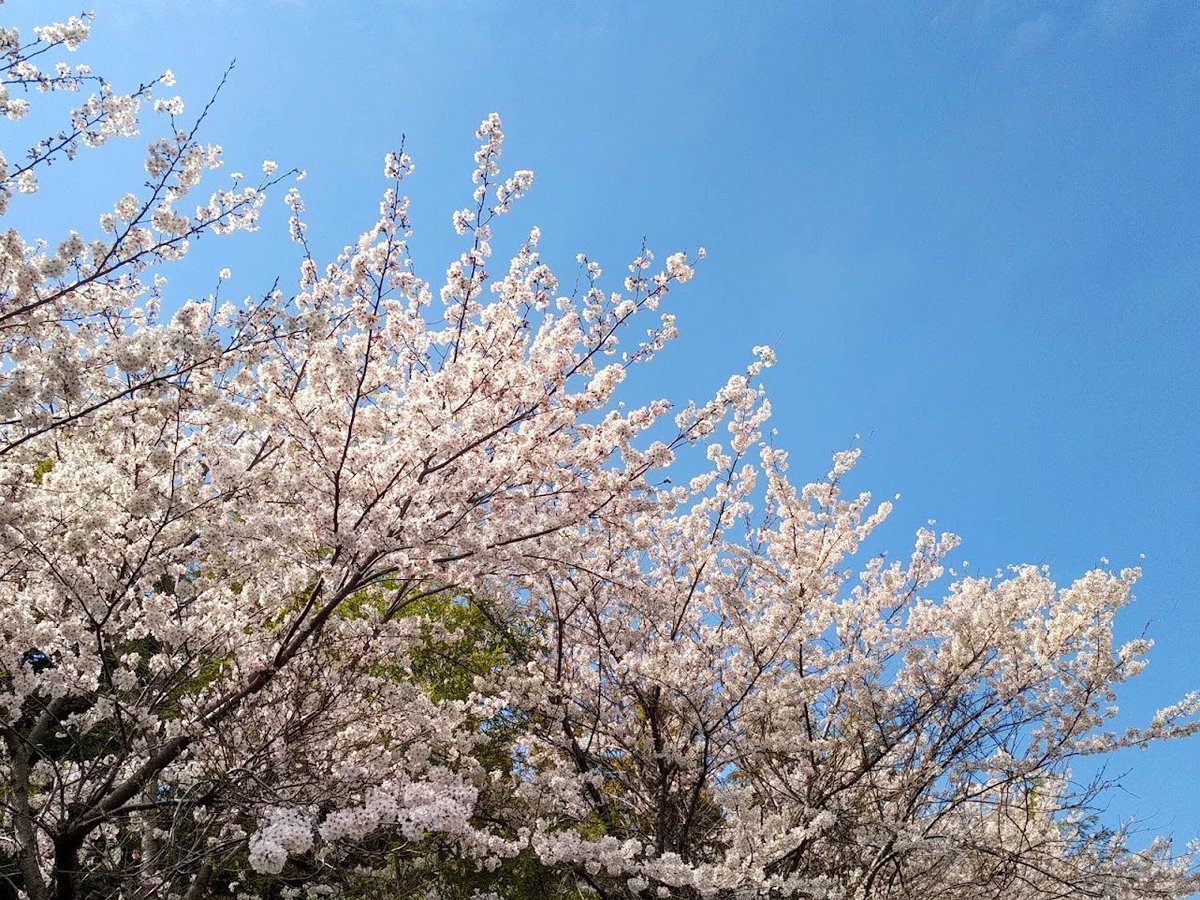 piacere_ex's tweet photo. 桜も、いい感じに満開で、ちょっとずつ散り始めてるんで、見に行くなら今ですぞー😝

お花見の場所取りとかするまでも無く、そこら中が桜の見どころになっているのが、田舎ライフの良いところよのぅ😌 https://t.co/spv9jAsJ9R