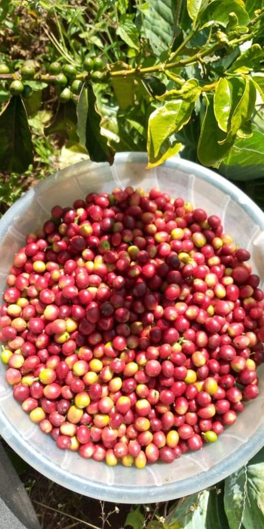 The long rainfall is with us now. Enough coffee seedlings are available at our LBDA~ Lunyu Centre (located Lunyu/Kipsomba water pan) in Kwanza sub County, Trans-Nzoia County. Visit us and get quality coffee seedlings. #big4agenda  #Vision2030 #Coffee