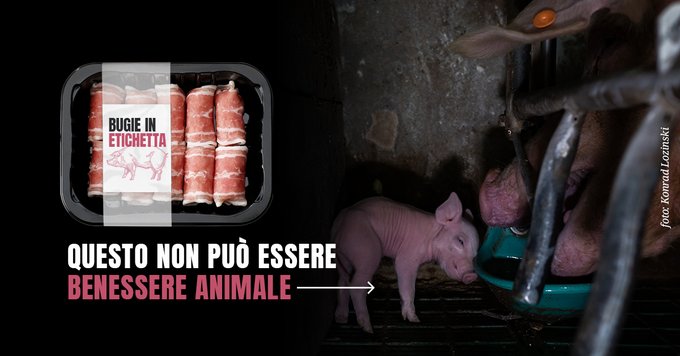 FFF_BERGAMO's tweet photo. Se @MinisteroSalute e @Mipaaf_ approveranno la nuova certificazione, i prodotti di origine animale provenienti da allevamenti intensivi potranno ricevere il bollino “Benessere Animale”. È inaccettabile! #BugieInEtichetta #IngannoInEtichetta https://t.co/YaQWrww1n7