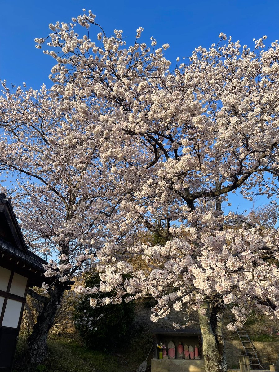 Kibo_CB900's tweet photo. このサクラはほぼ満開🌸 https://t.co/z7qd5wuXod
