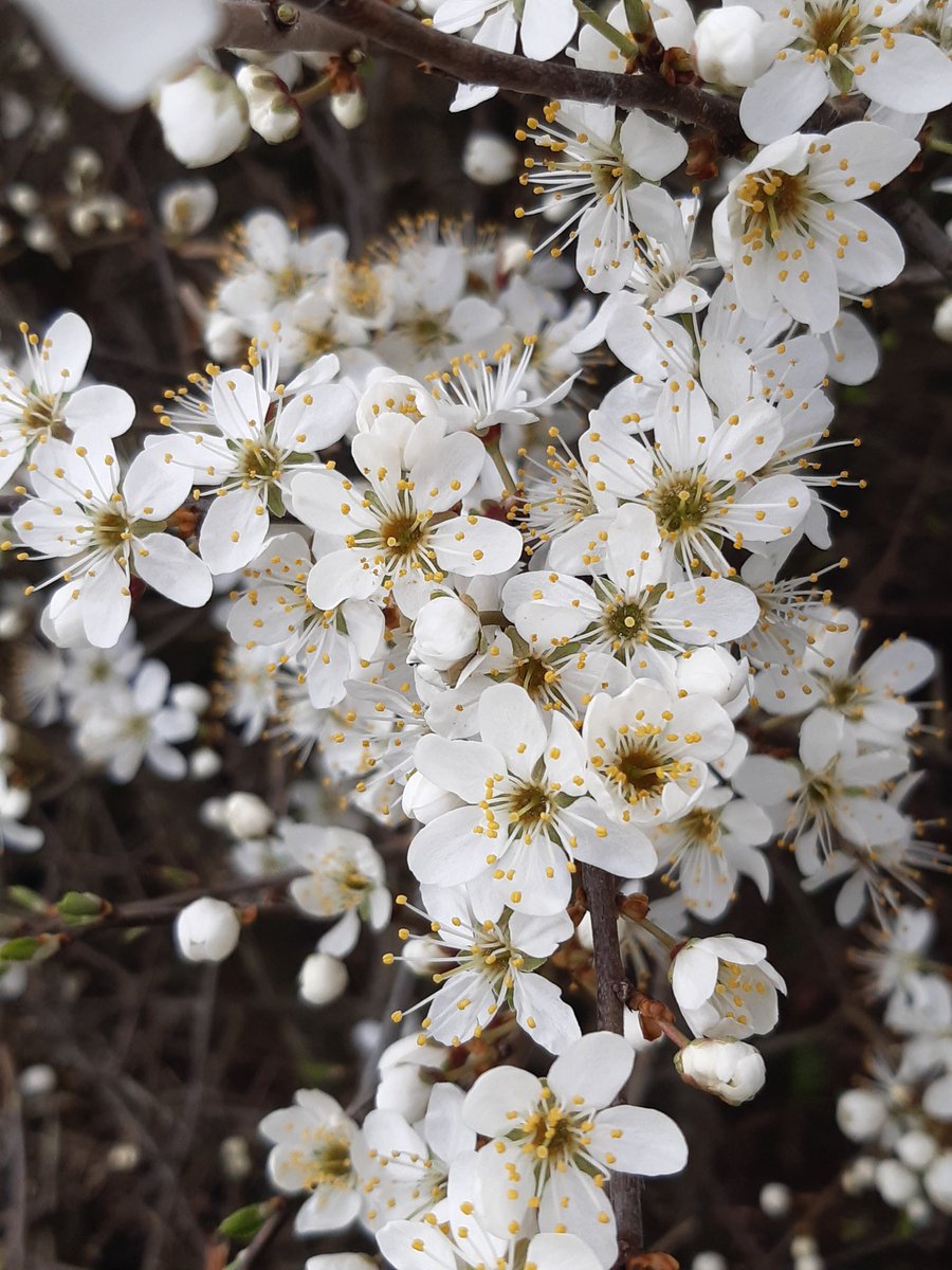There's nothing more energising than seeing our #hedgerows burst into #bloom on my daily walks. Not only uplifting but great for #wildlife and the #climate
